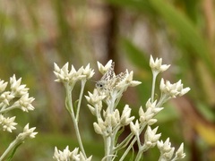 Burnsius communis