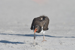 Haematopus palliatus