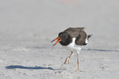 Haematopus palliatus