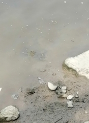 Charadrius hiaticula