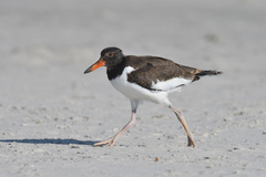 Haematopus palliatus