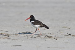 Haematopus palliatus