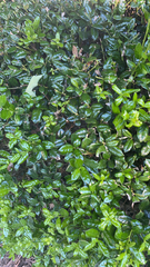 Ilex cornuta