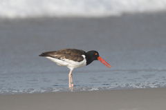 Haematopus palliatus