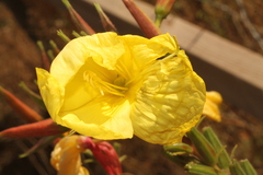 Oenothera glazioviana