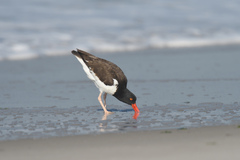 Haematopus palliatus