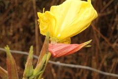 Oenothera glazioviana