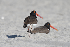 Haematopus palliatus