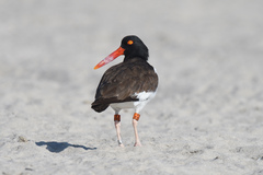 Haematopus palliatus