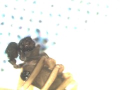 Agyneta simplicitarsis
