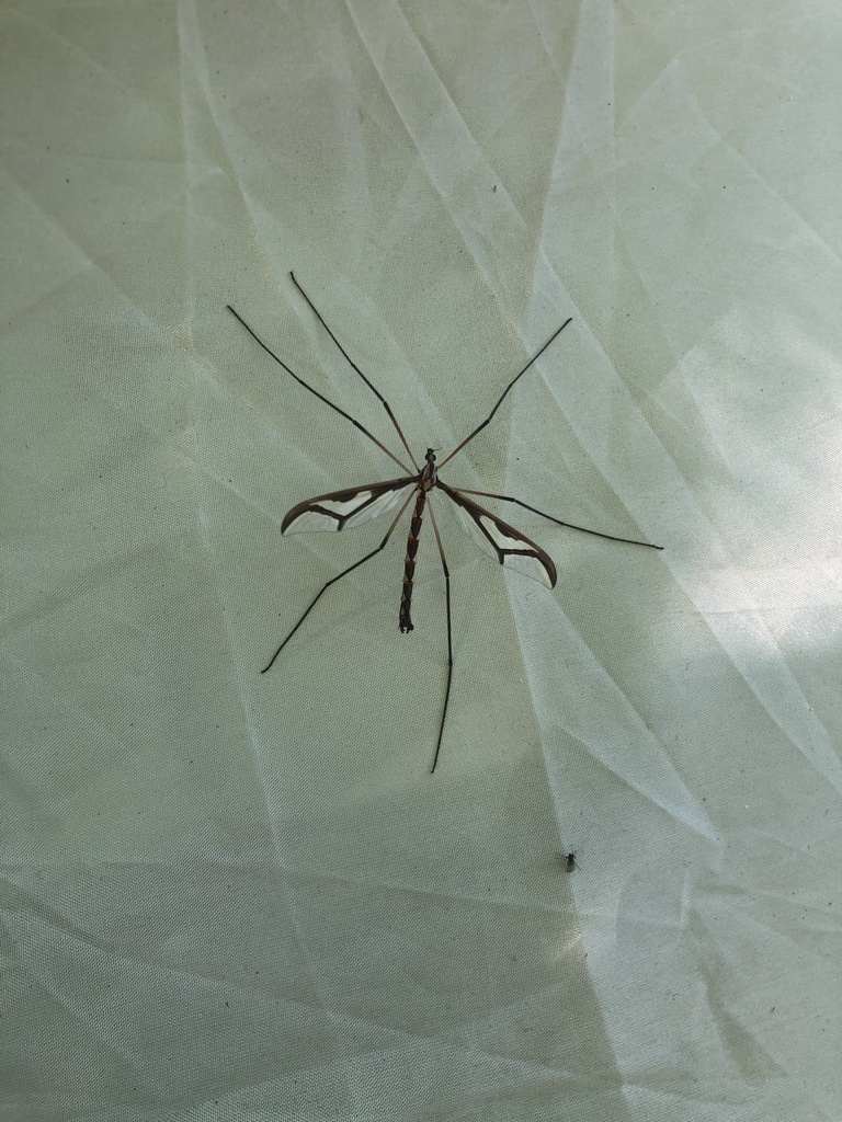 Giant Eastern Crane Fly