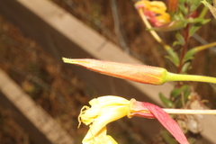 Oenothera glazioviana