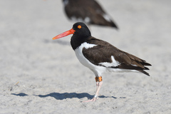 Haematopus palliatus