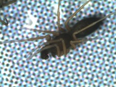 Agyneta simplicitarsis