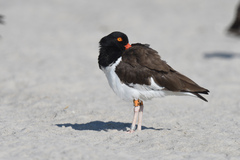 Haematopus palliatus