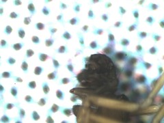 Agyneta simplicitarsis