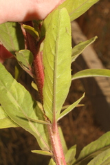 Oenothera glazioviana