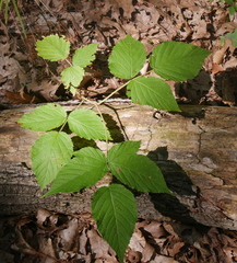 Rubus allegheniensis