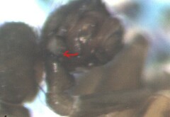 Agyneta simplicitarsis