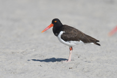 Haematopus palliatus