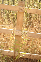 Oenothera glazioviana