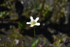 Parnassia fimbriata