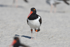 Haematopus palliatus