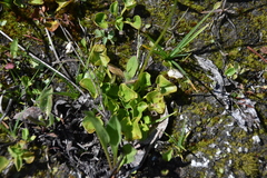 Parnassia fimbriata