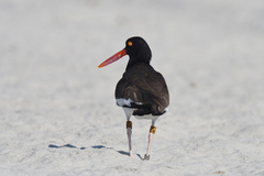 Haematopus palliatus