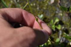 Parnassia fimbriata