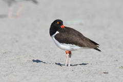 Haematopus palliatus