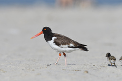 Haematopus palliatus