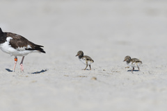 Haematopus palliatus