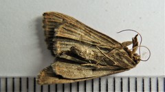 Hypena deceptalis