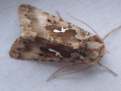 Autographa