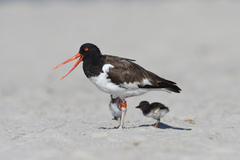Haematopus palliatus