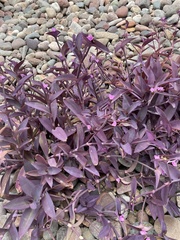 Tradescantia pallida