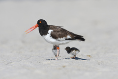 Haematopus palliatus