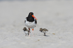 Haematopus palliatus