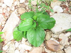 Plantago cordata