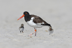 Haematopus palliatus