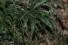 Adiantum hispidulum