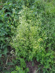 Galium album