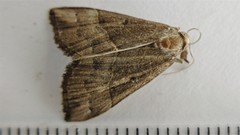 Hypena deceptalis