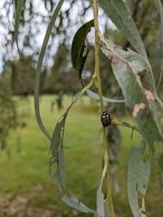 Calligrapha multipunctata