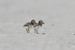 Haematopus palliatus
