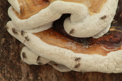 Pseudotephritina