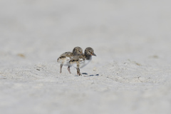 Haematopus palliatus