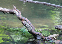 Nerodia sipedon pleuralis