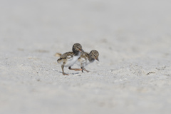 Haematopus palliatus